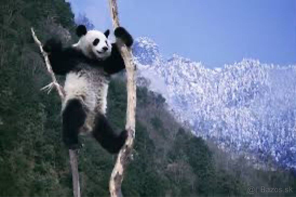 Nové detské zvieracie puzzle panda v prírode