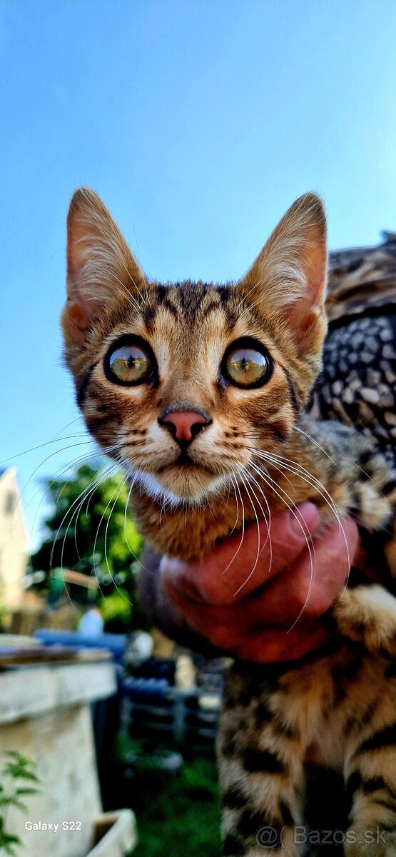 Bengalsky kocurik