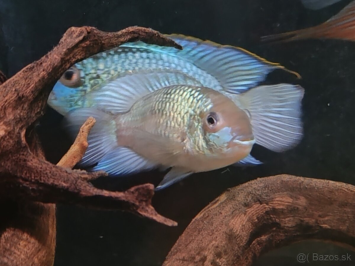 Cichlidy
