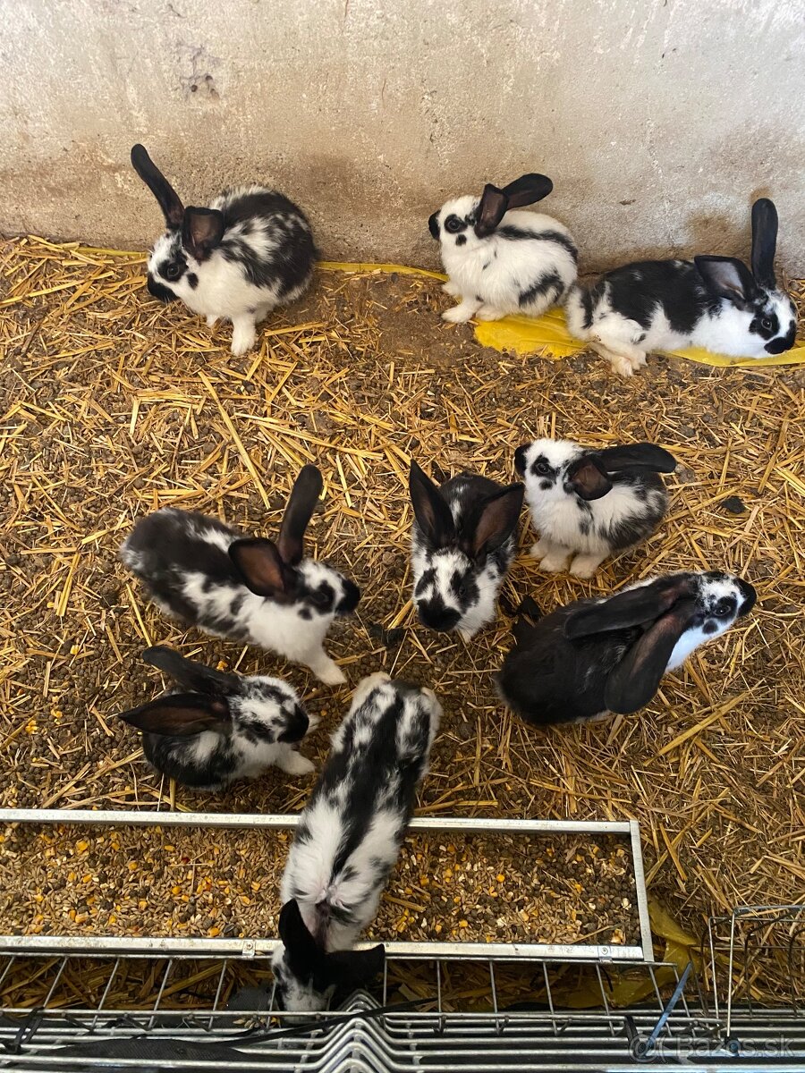 Nemecký oborovitý strakáč