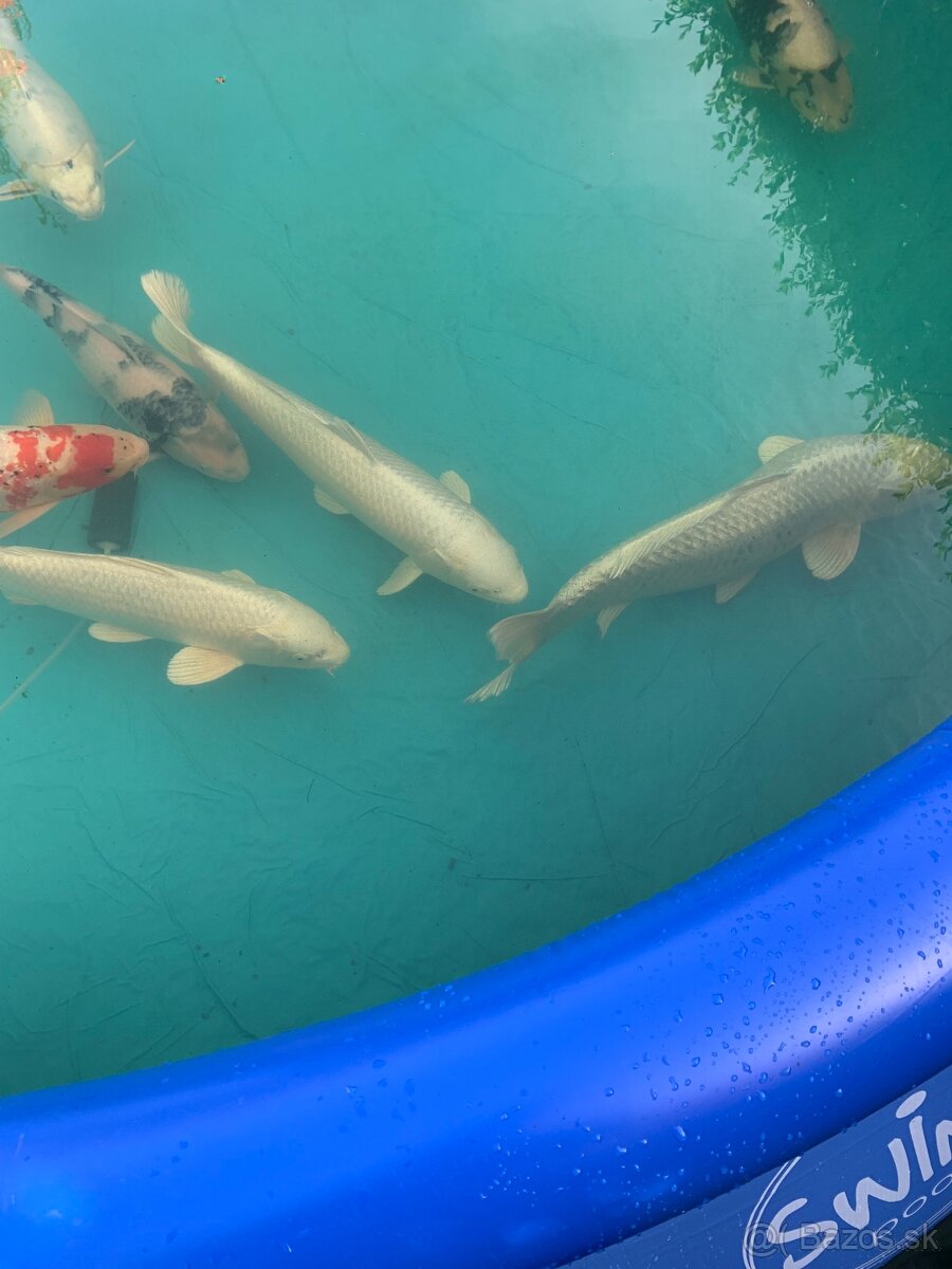 Koi kapre dospelé