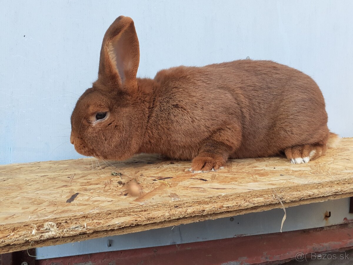 Novozélandský červený