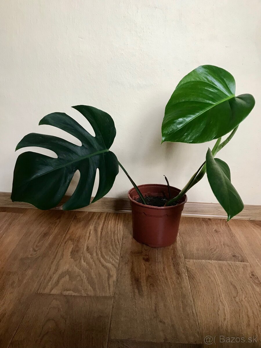 Monstera deliciosa 3