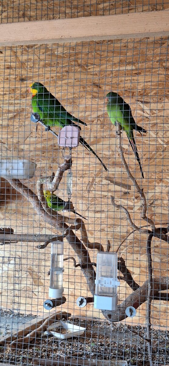 andulka, korela papagaj nadherny