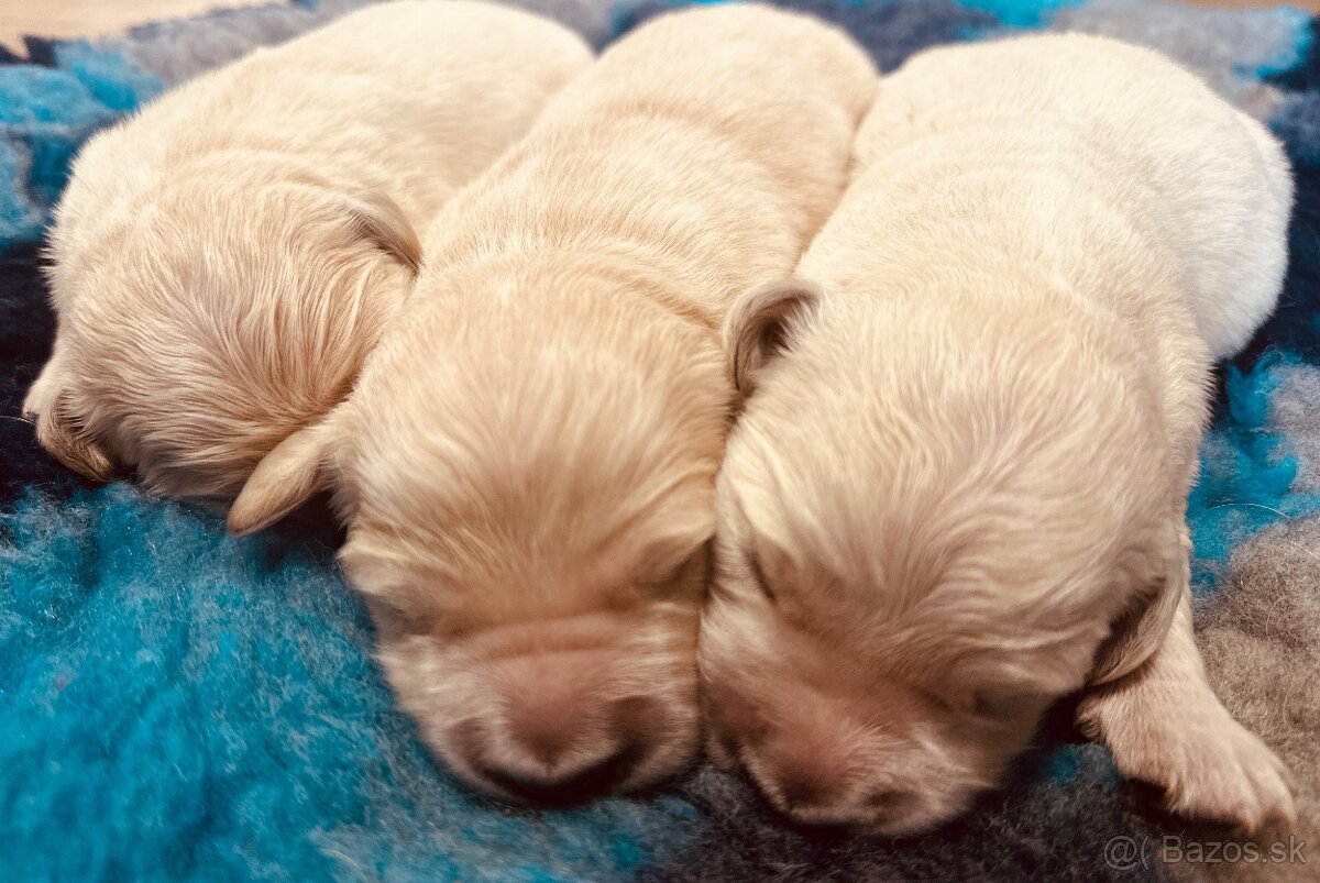 Zlaty retriever Golden retriever šteniatka s pp