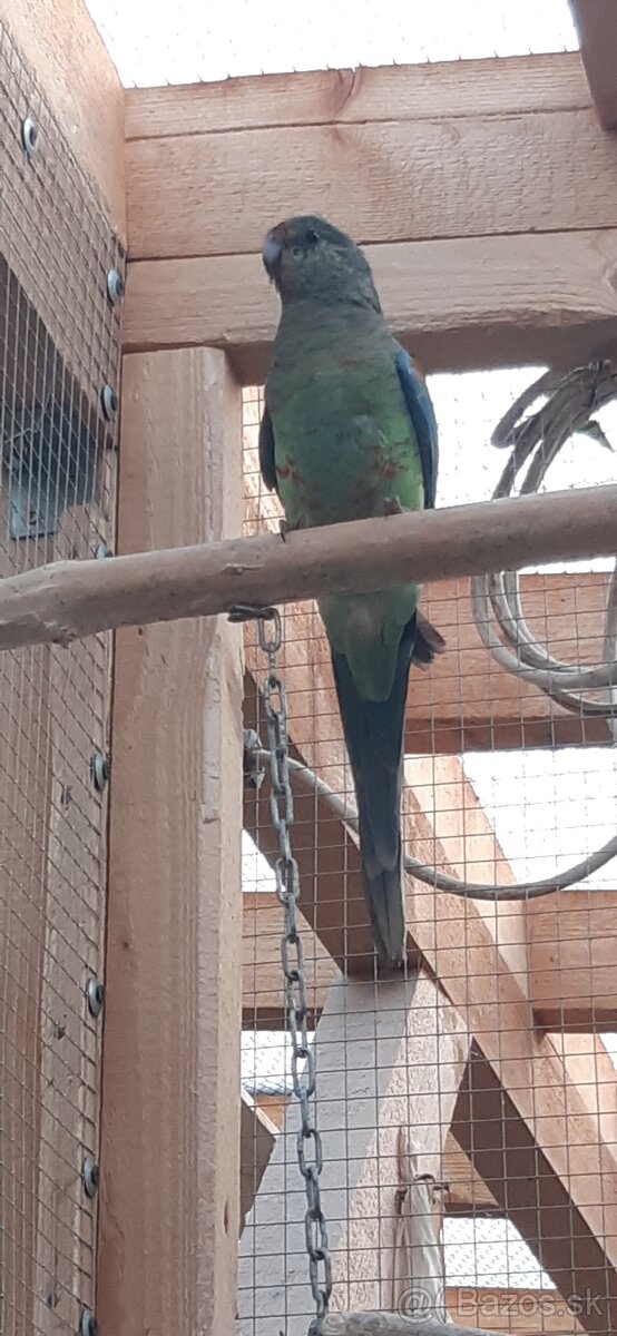 Papagáj Mnohofarebný 2025.