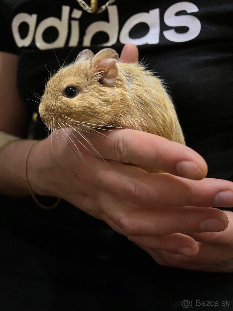 Osmak degu