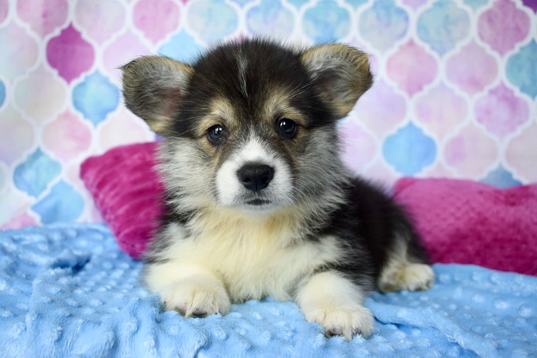 Welsh Corgi Pembroke s PP