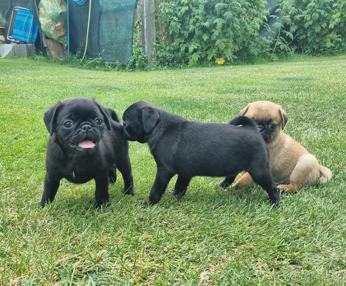 Mops