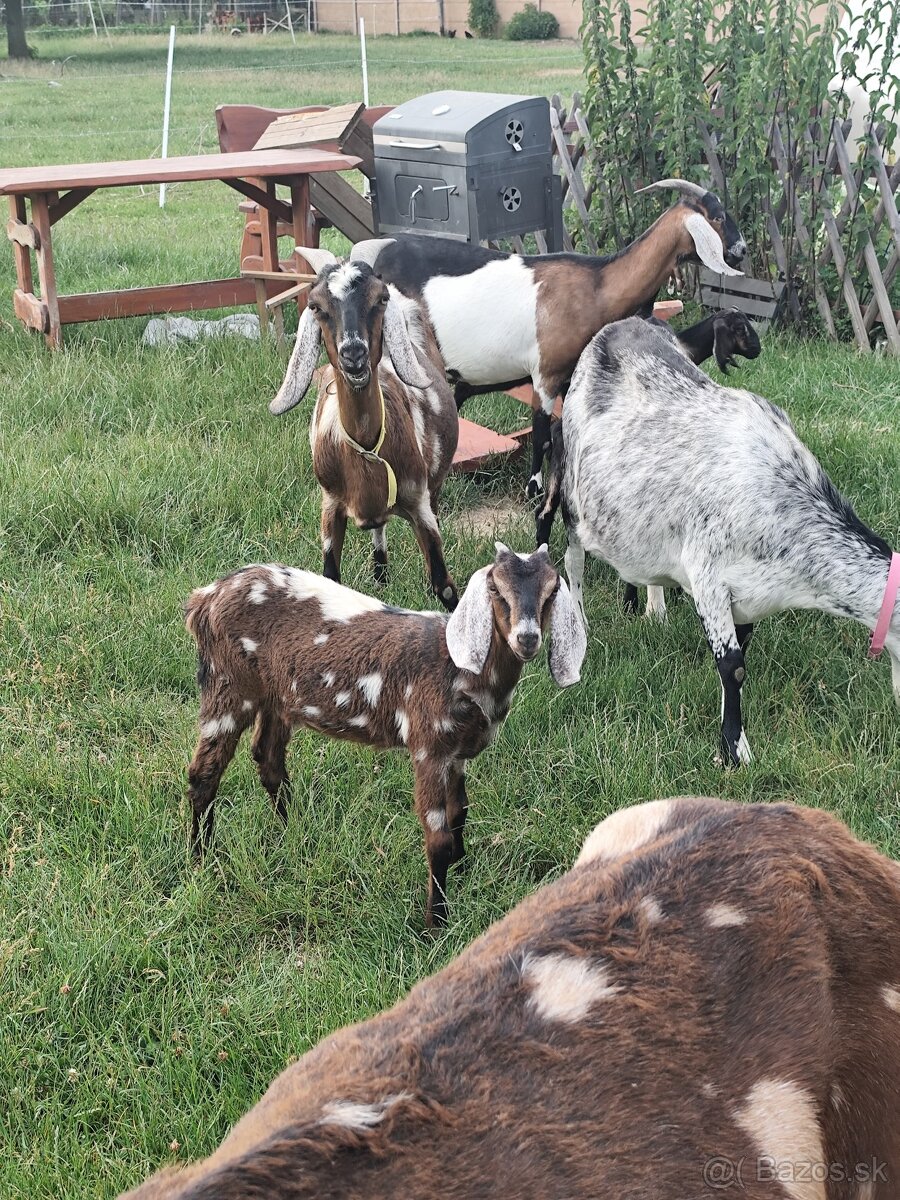 anglonubijska kozicka