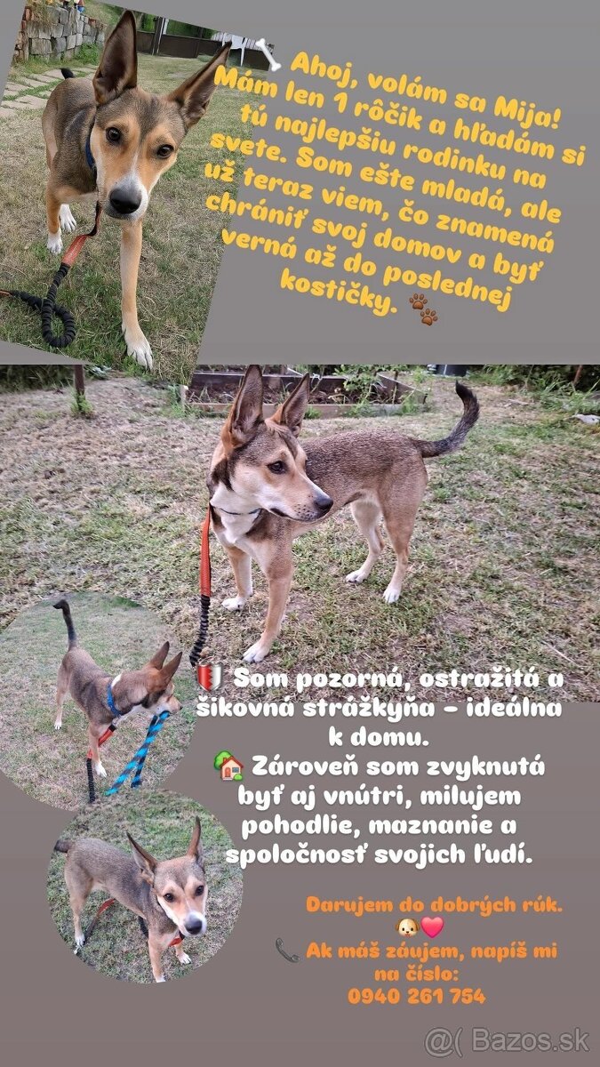 Fenka Mia hľadá nový domov