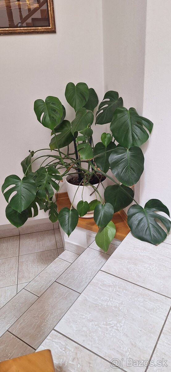 Monstera