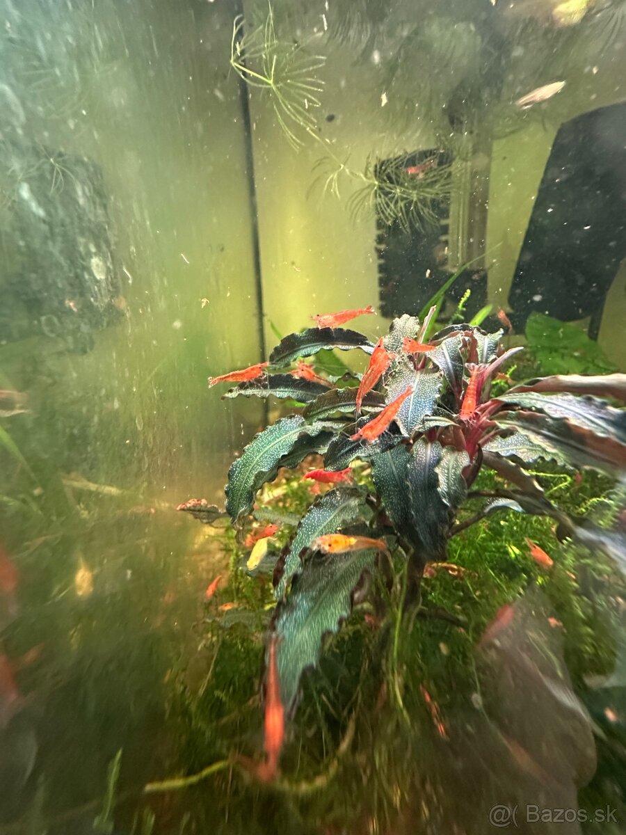 Krevetky Red Cherry – Neocaridina davidi