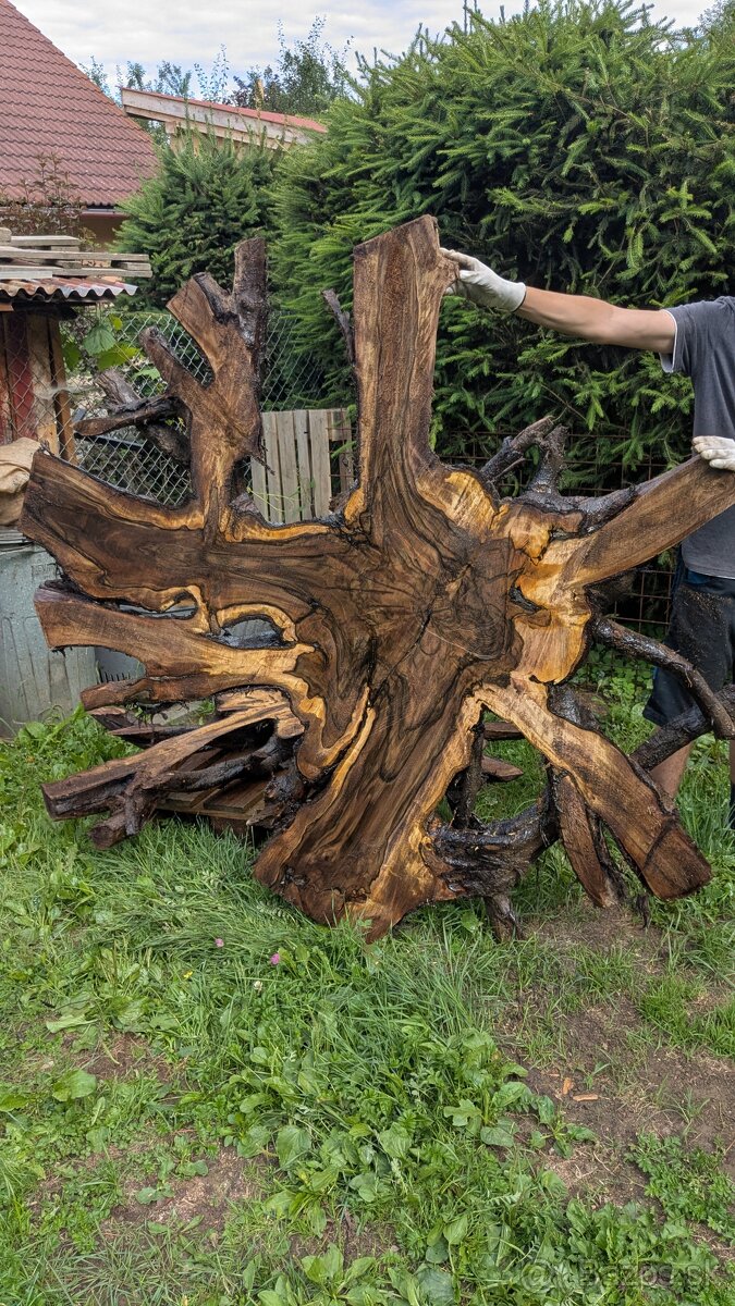 Priečne rezy z orechového koreňa.