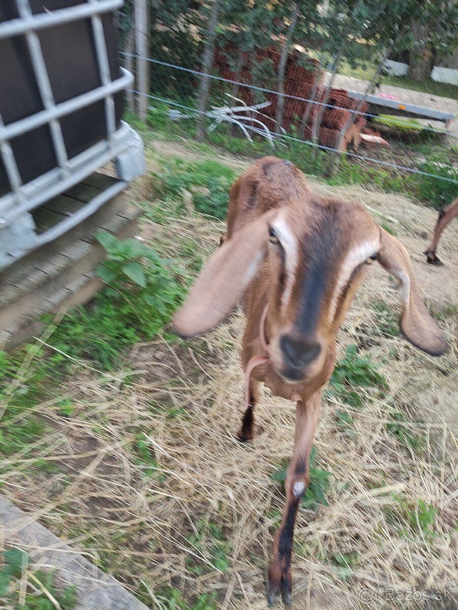 Anglonubijské kozy