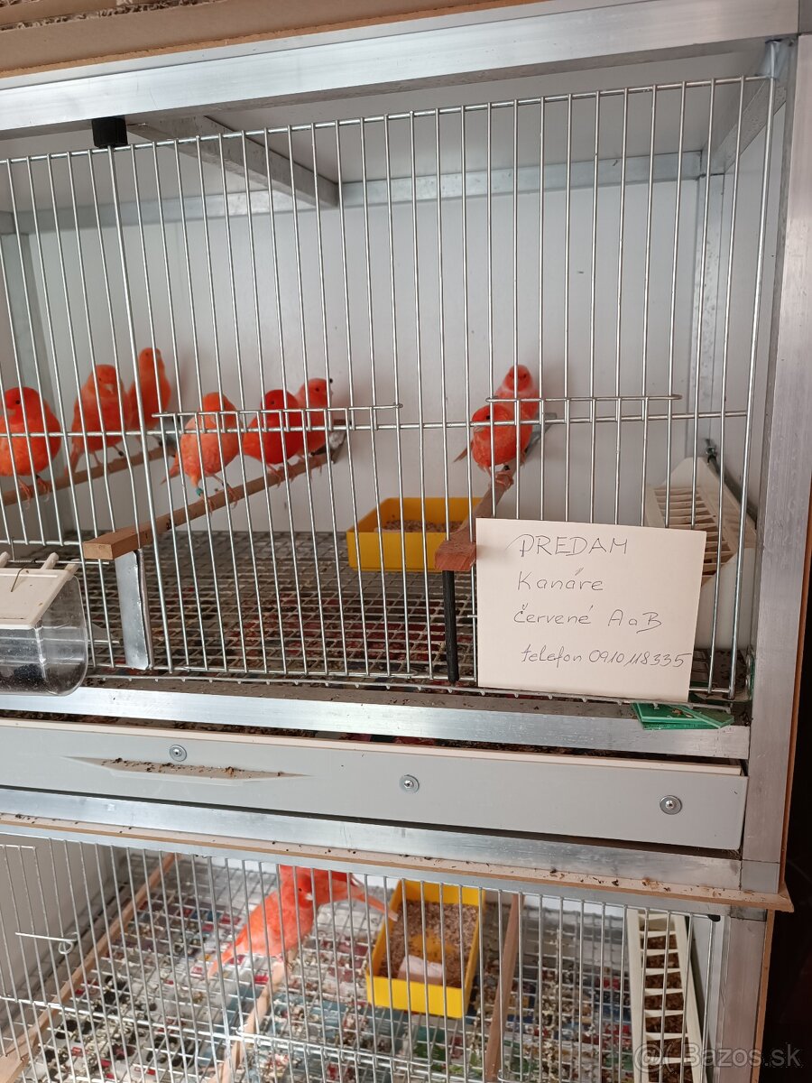 Kanáriky a klietky