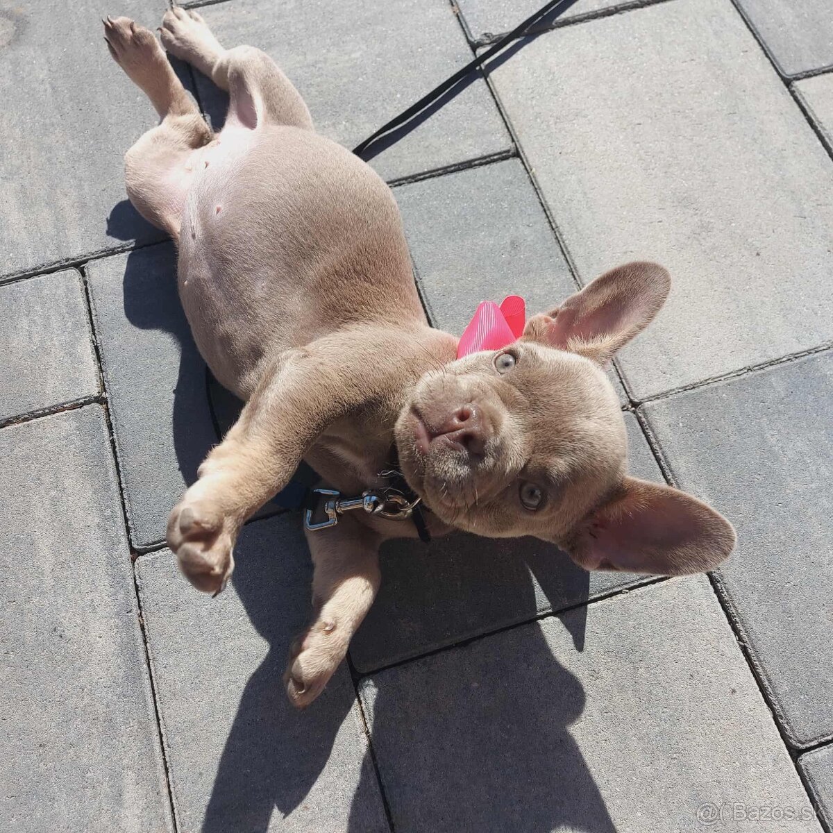 Francuzsky buldoček