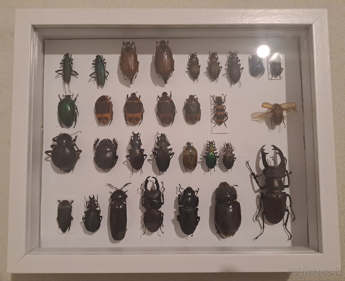 Zbierka chrobákov (chrobáky, hmyz)