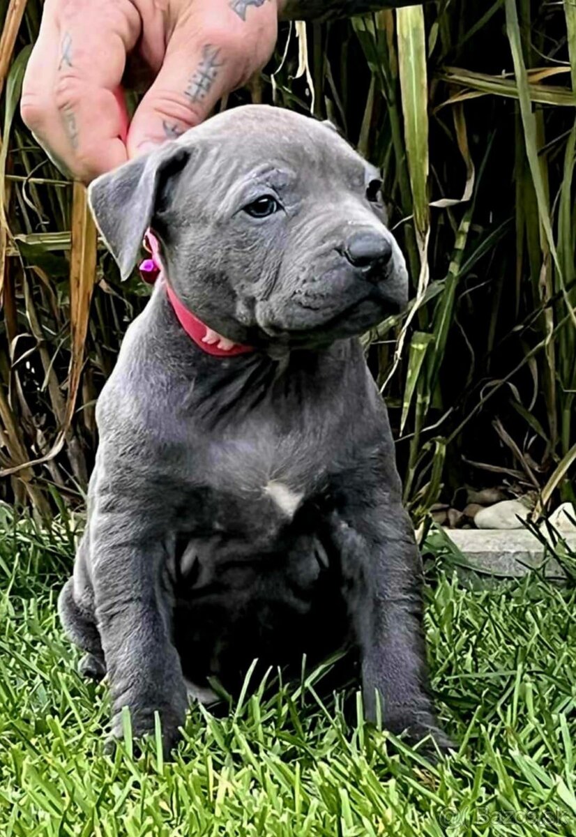 AMERICAN BULLY vek: 9 tyzdnov