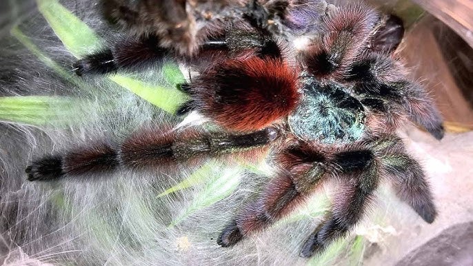 Tarantula, Vtackar, pavúk