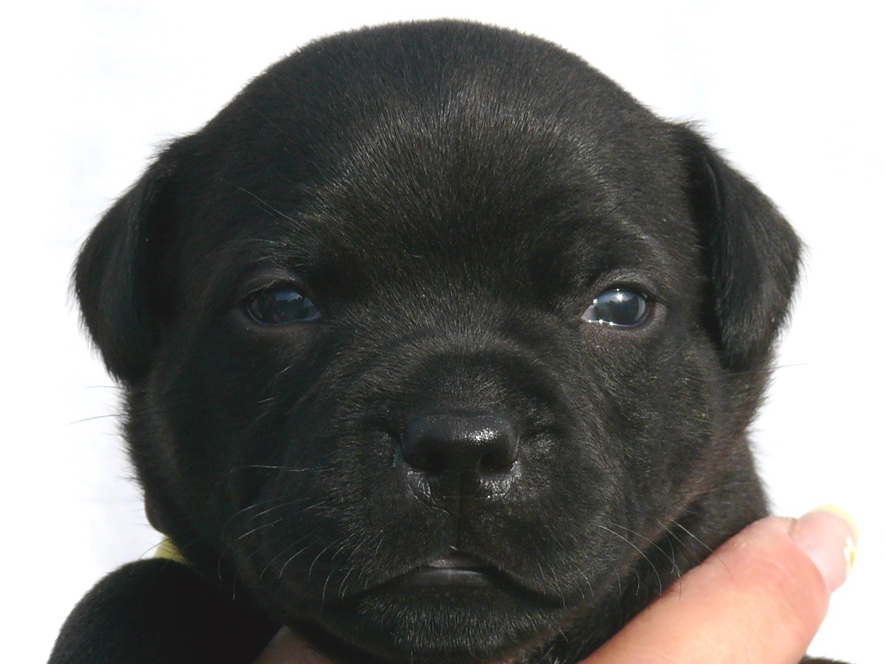 Stafordšírský bulteriér (Staffordshire Bull Terrier)