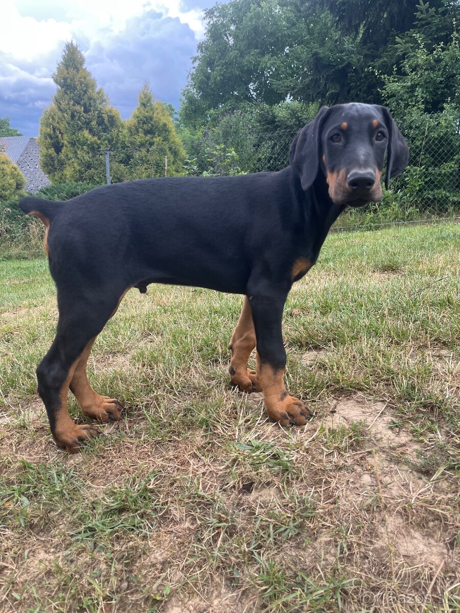 Doberman šteniatko- psík