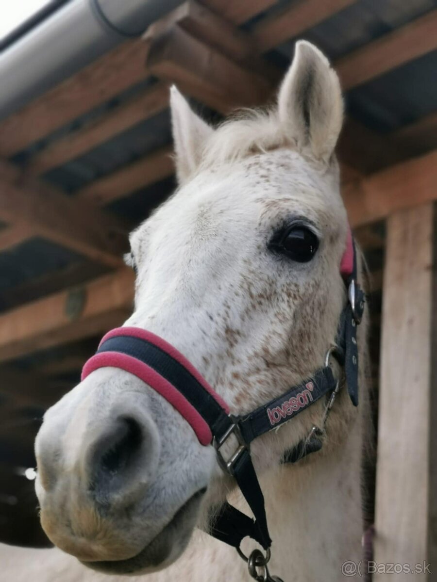 Arabský plnokrvín