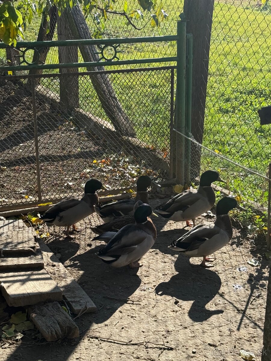 Predám mladých káčerov