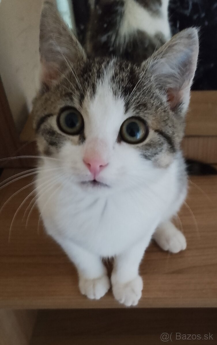 3 mesačná mačička