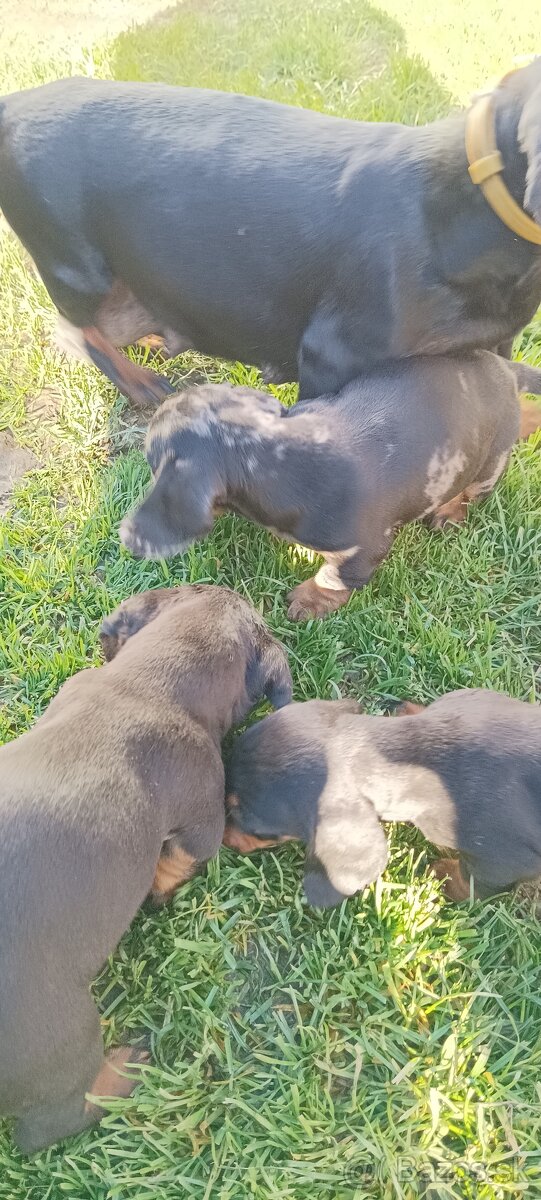 Trpaslíci jazvečík