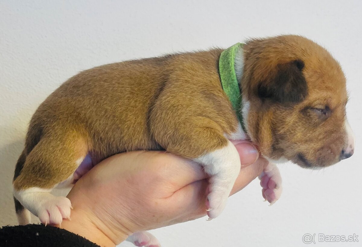 Basenji s PP
