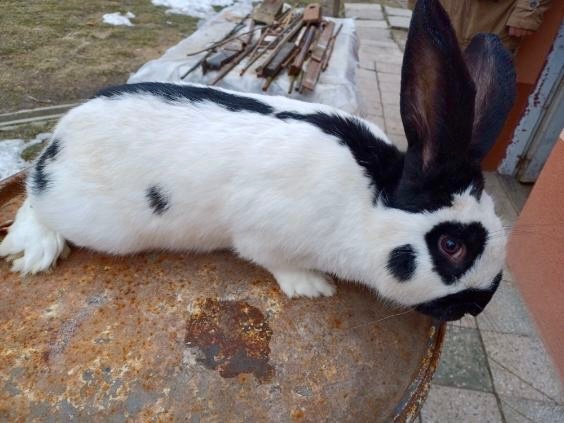 Nemecký obrovitý strakáč /NOS/