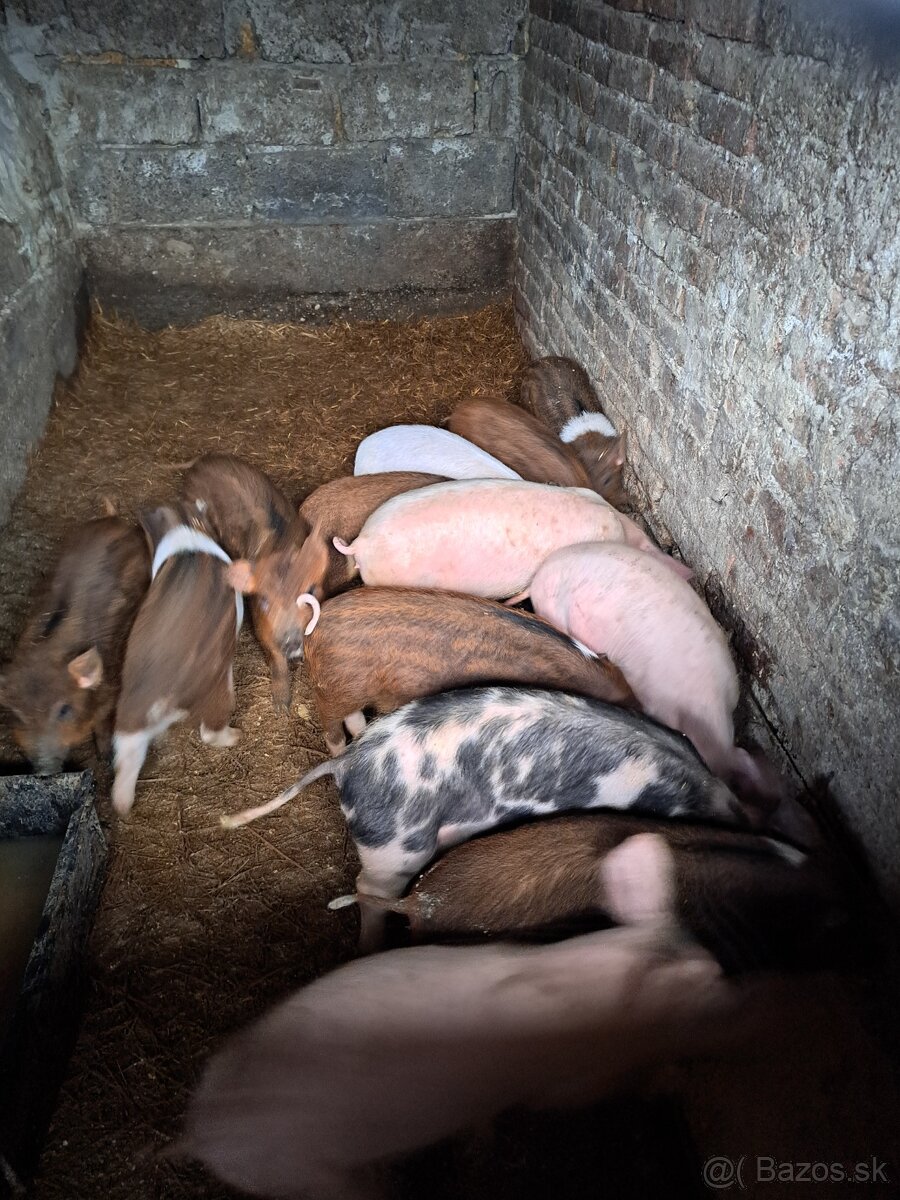 Odstavcata durok-mangalica