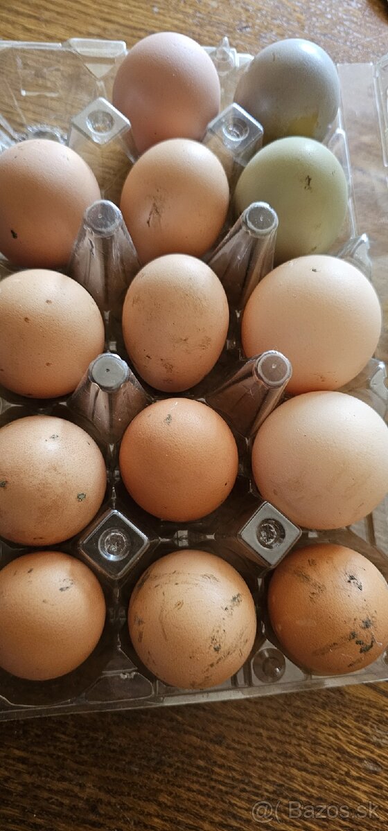 Predam nasadove vajicka