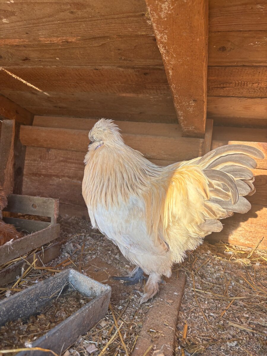 Hodvabnička- kohút