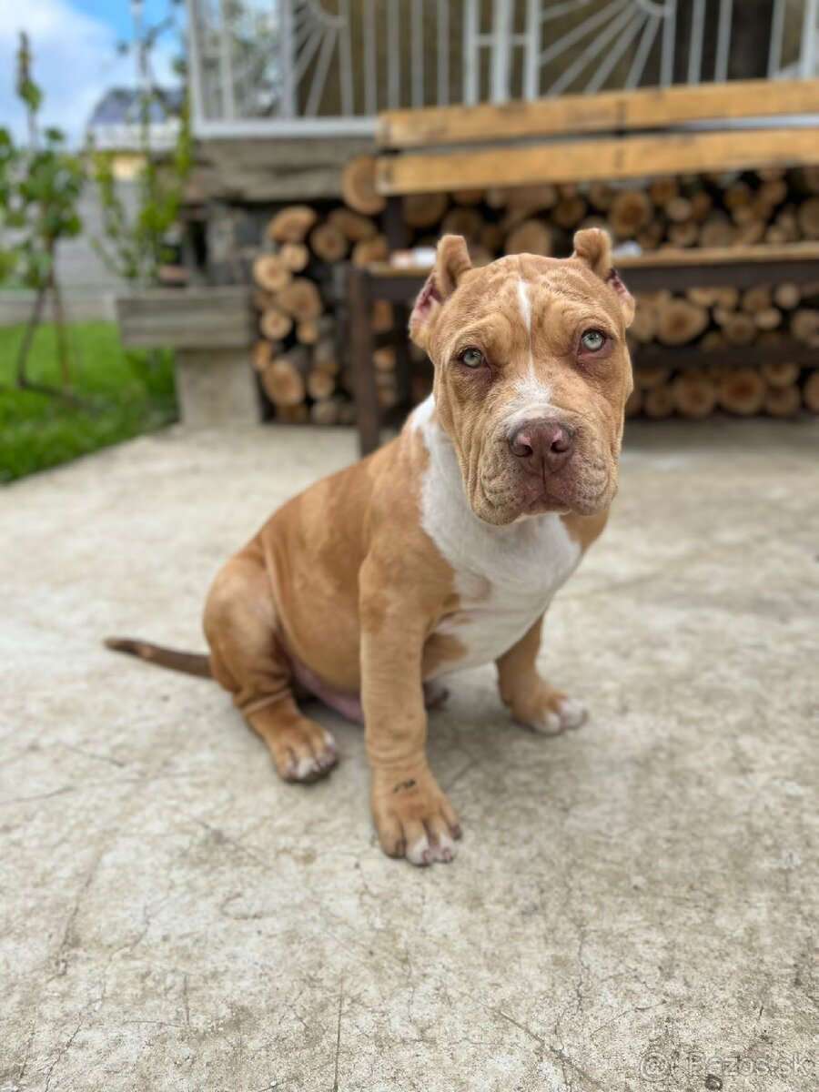 American bully XL