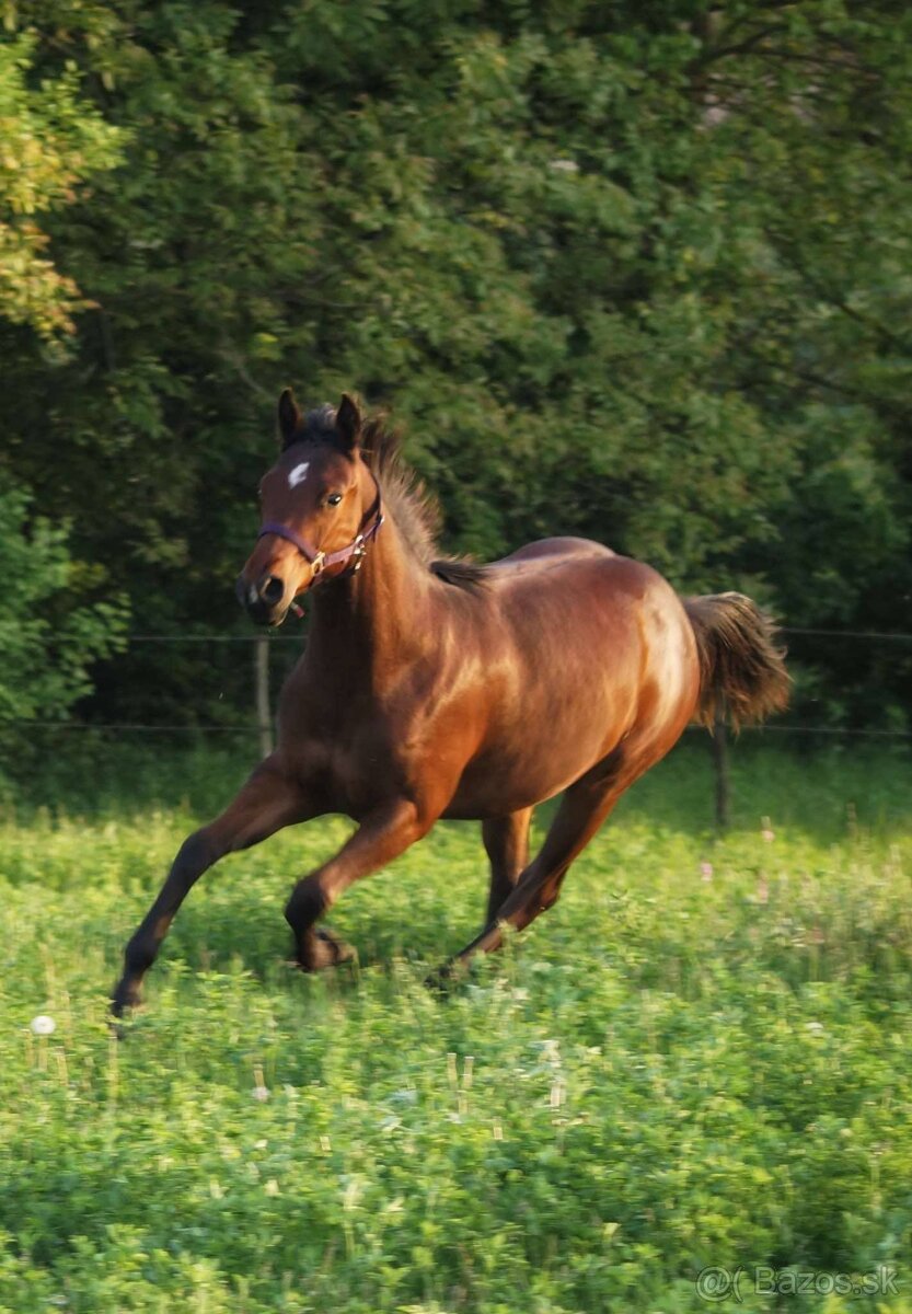 APH kobyla