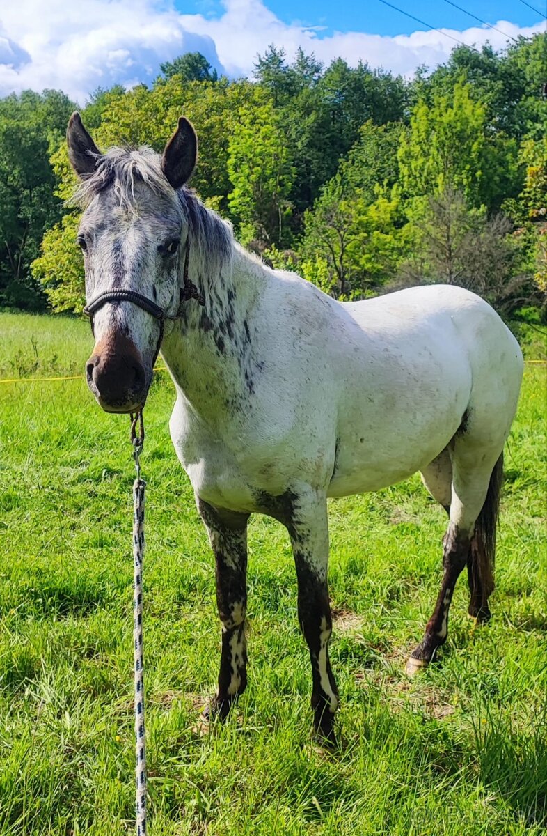 Appaloosa valach napredaj