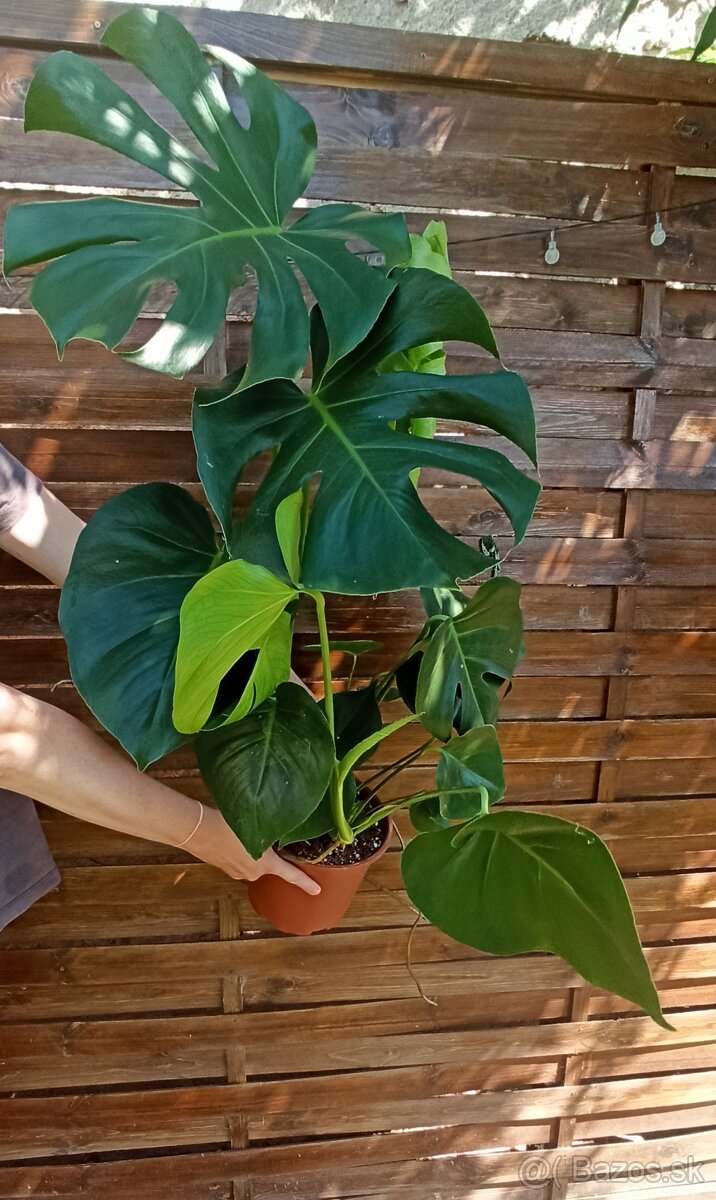 Monstera deliciosa 70-80 cm