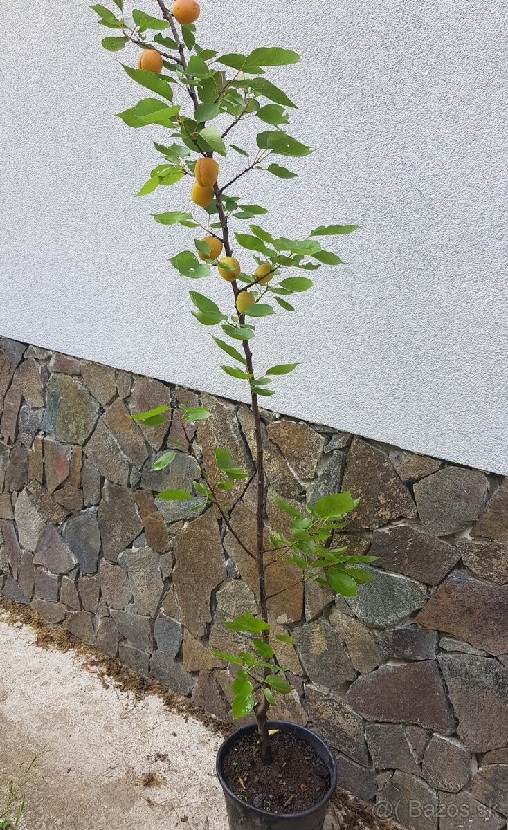 Marhula