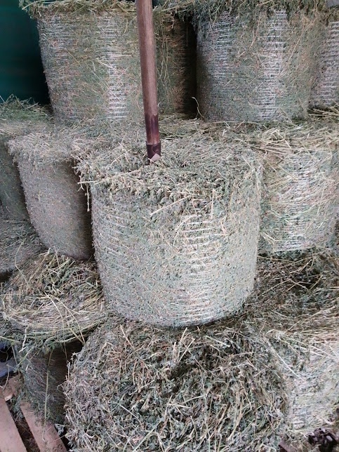 lucerka