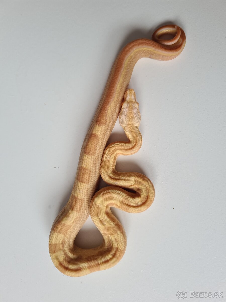 Veľhad Královský-Boa Constrictor tohto ročné