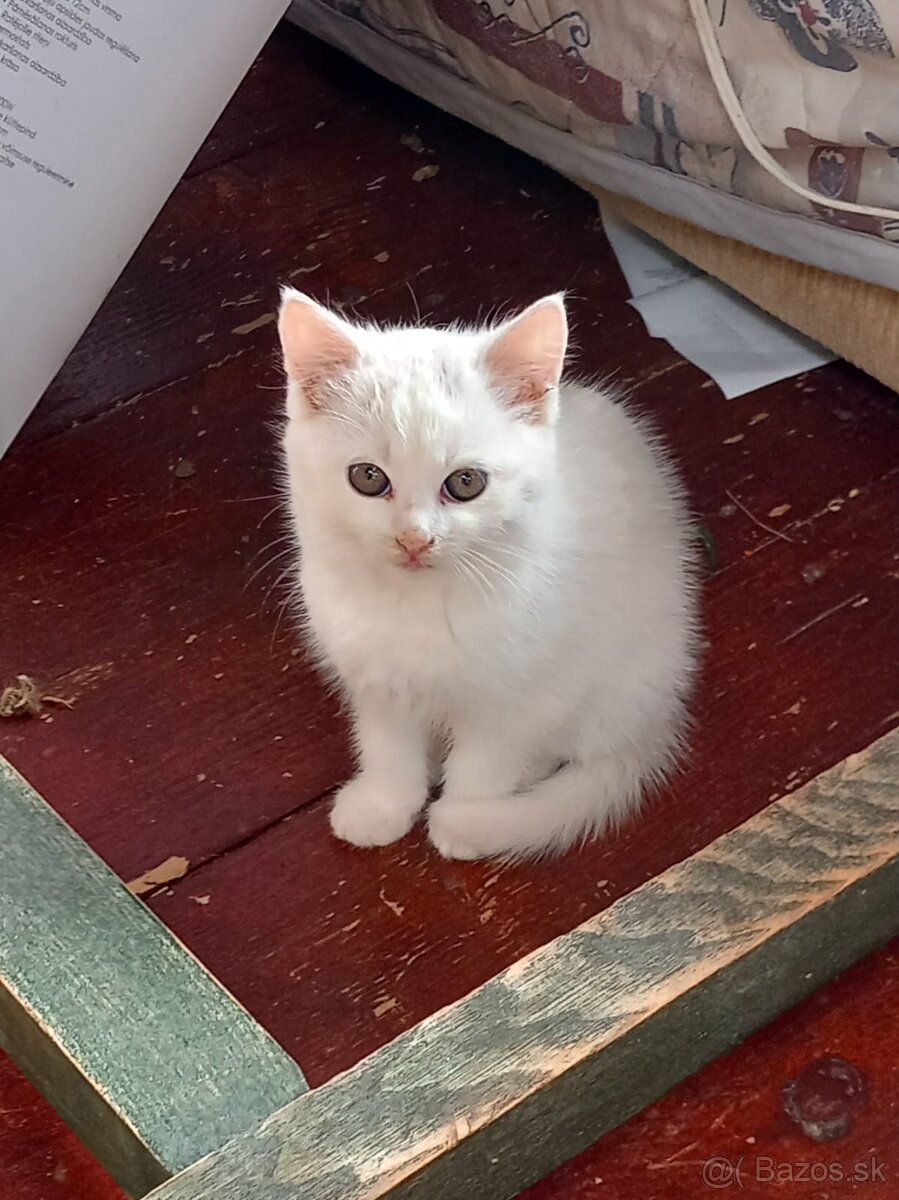 mačiatko za symbolickú cenu