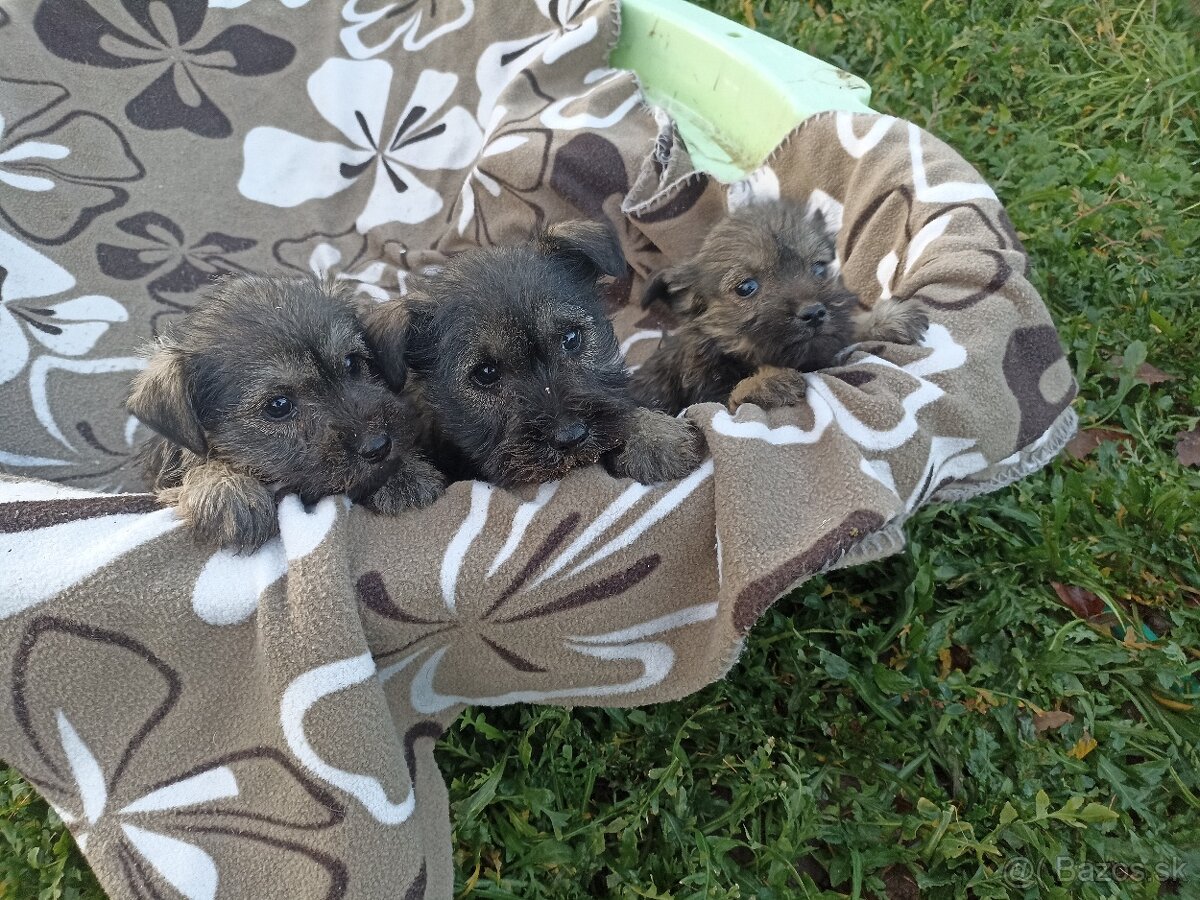 Bradac malý šteniatka