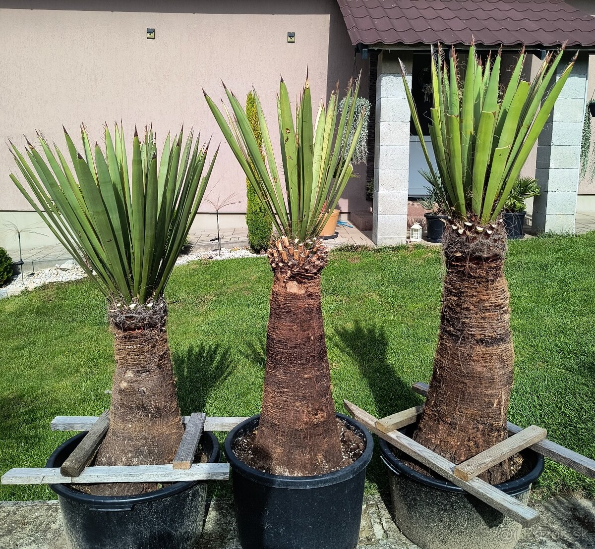 Yucca faxoniana