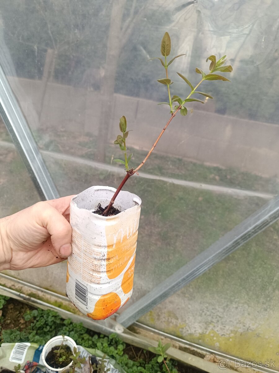 Zemolez kamčatský thundra/wojtex - ovocný ker 10-20cm