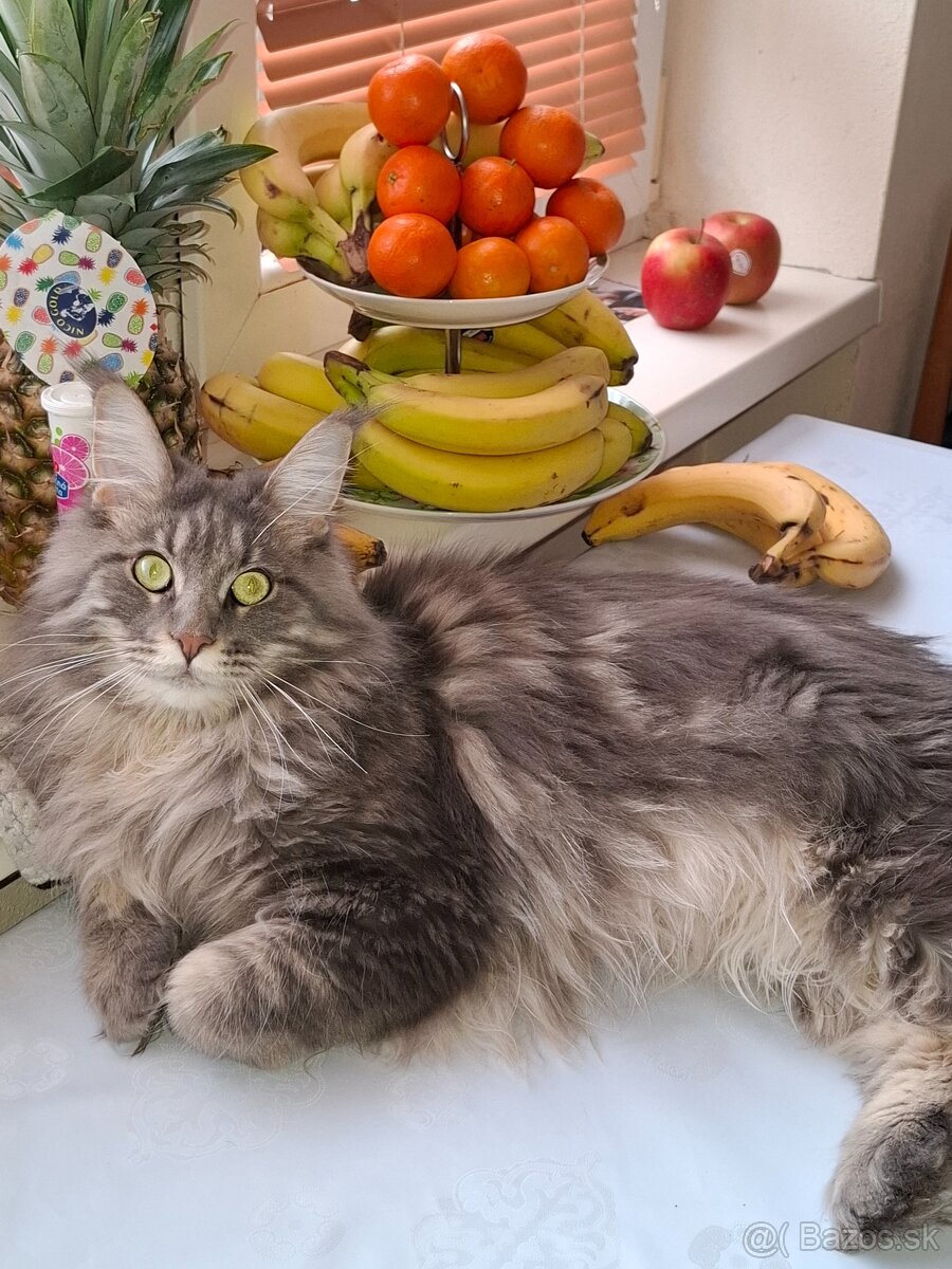 Maine Coon