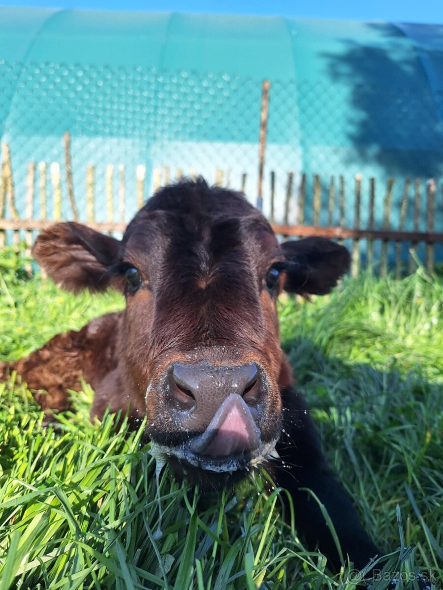 Predám Angus 2 mesačné teľa