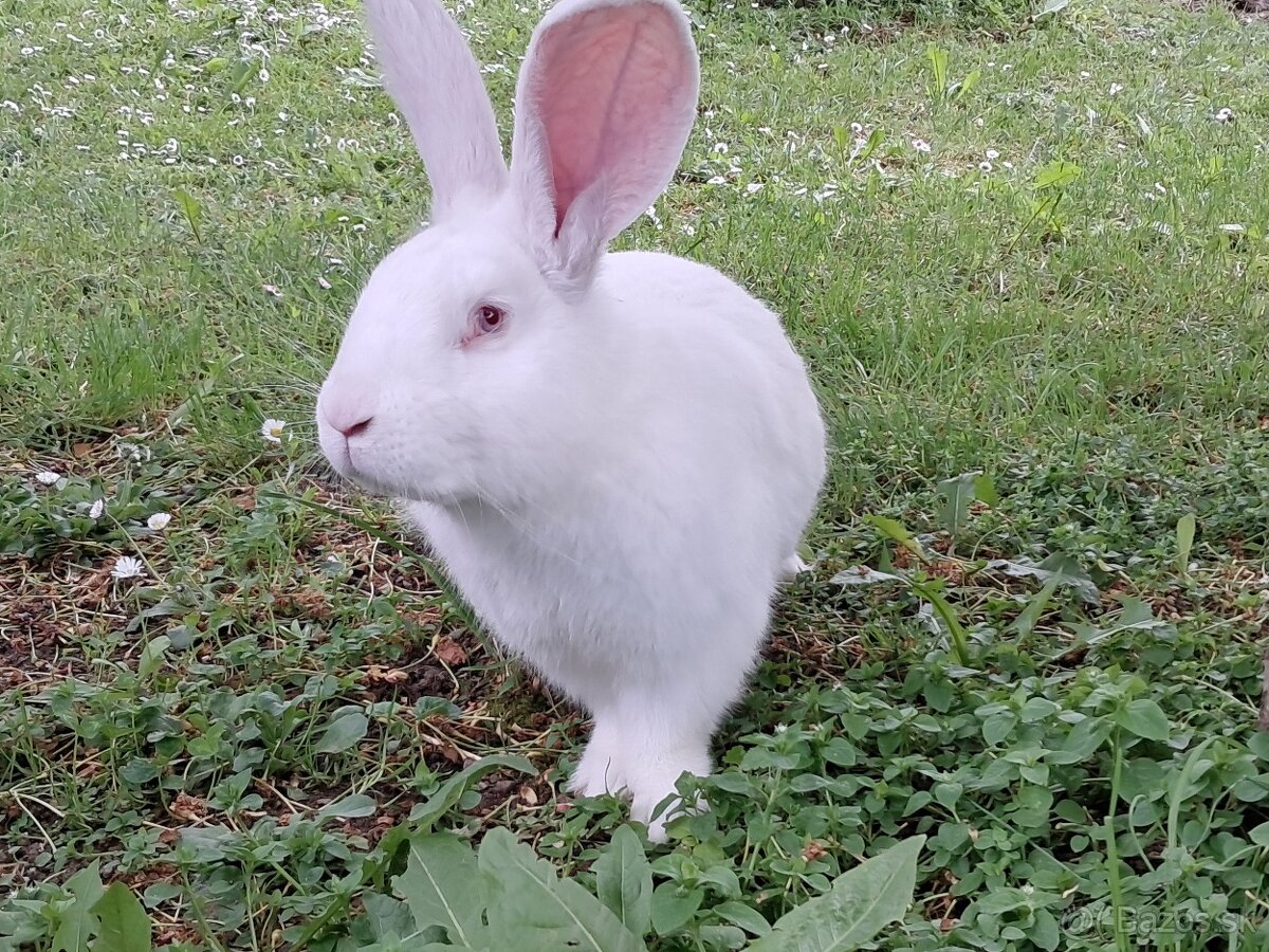 Krásny veľký biely polročný samec králika