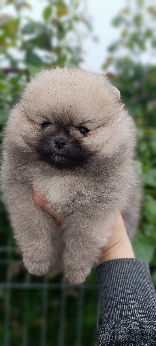 Pomeranian
